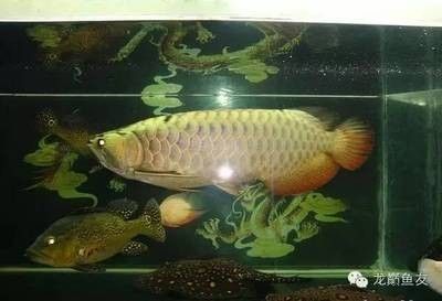 龍魚食物搭配大全：根據(jù)搜索結果整理的龍魚食物搭配大全
