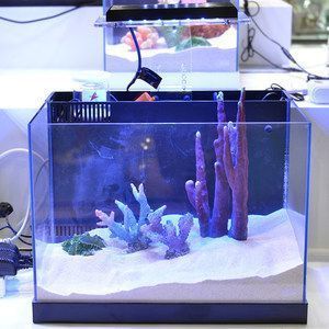 彩蝶魚缸c款和dx款哪個好（彩蝶魚缸c款與dx款價格對比）