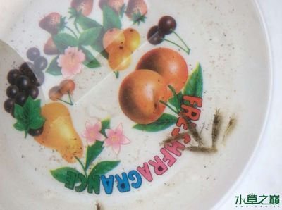 祥龍魚場水族館加盟費多少錢一個月(祥龍魚場水族館具體加盟費用及每月費用詳細信息) 龍魚百科 第7張 祥龍魚場水族館加盟費多少錢一個月(祥龍魚場水族館具體加盟費用及每月費用詳細信息) 祥龍魚場水族館加盟費多少錢一個月(祥龍魚場水族館具體加盟費用及每月費用詳細信息) 龍魚百科 第7張