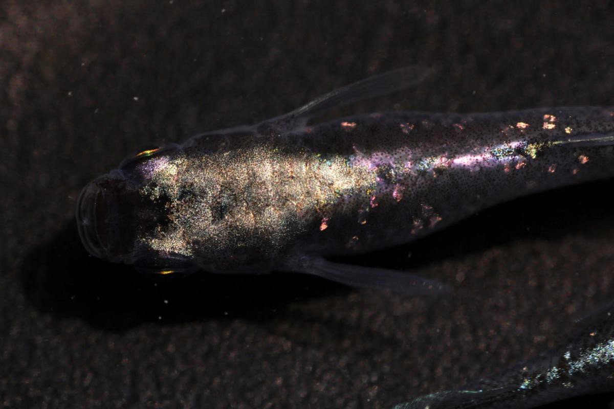 紫金龍魚圖片大全