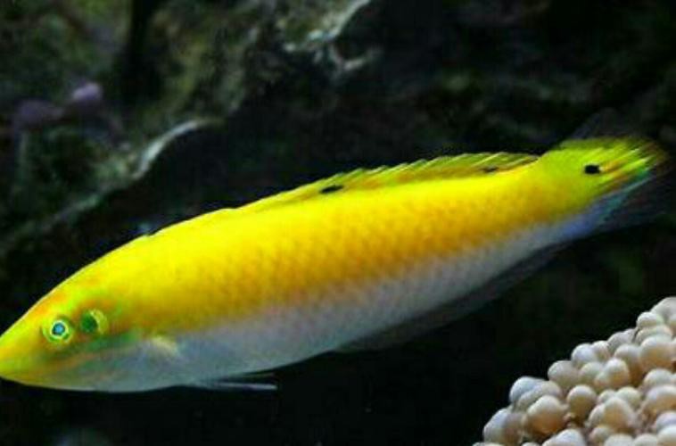 紫金龍魚圖片大全