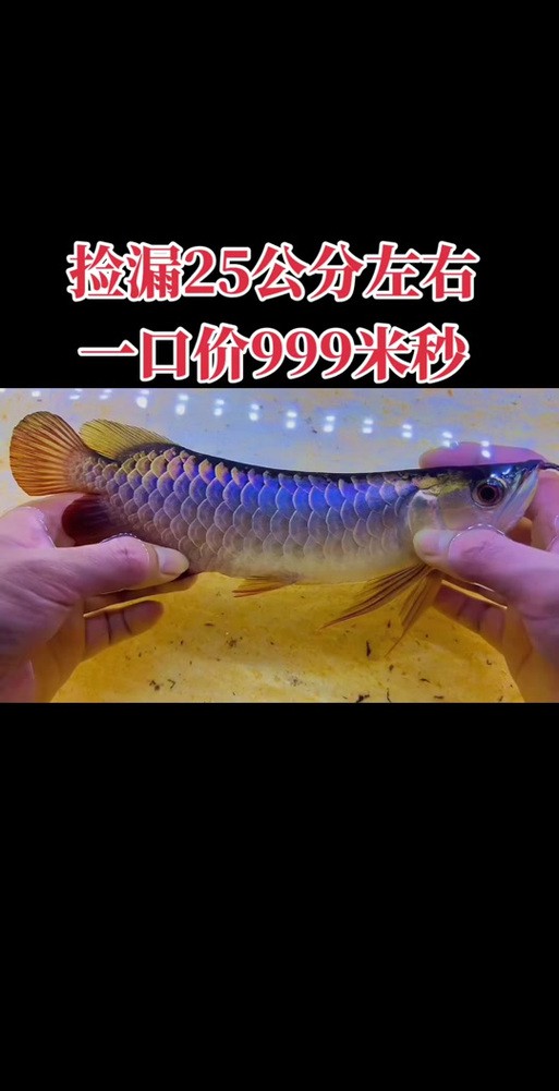 紫金龍魚圖片大全