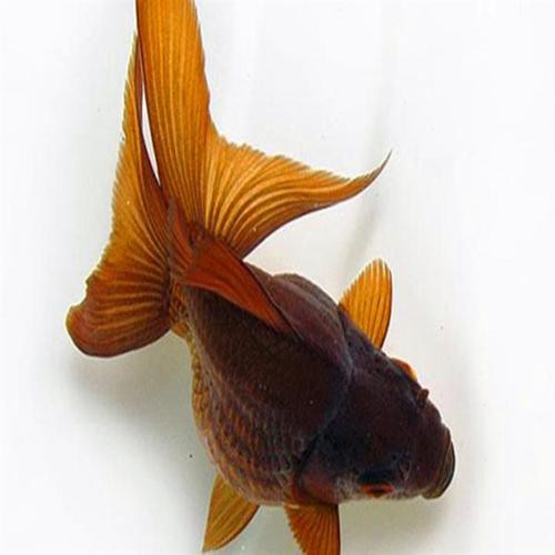 紫金龍魚圖片大全