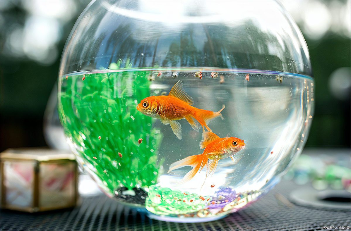 金龍魚專用飼料配方比例