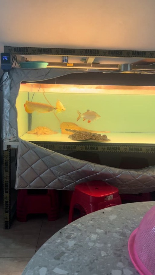 紅龍魚混養視頻高清圖片欣賞