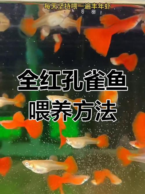 紅龍魚混養視頻高清圖片欣賞