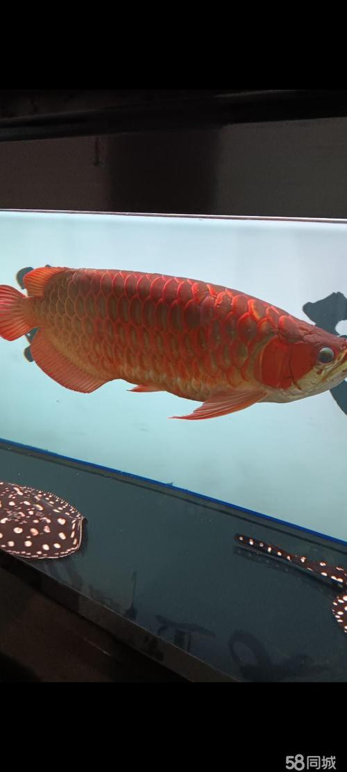 紅龍魚混養視頻高清圖片欣賞