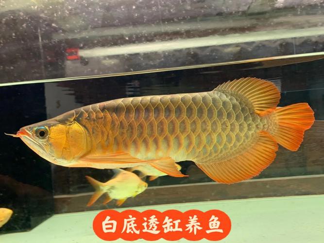 紅龍魚混養視頻高清圖片欣賞