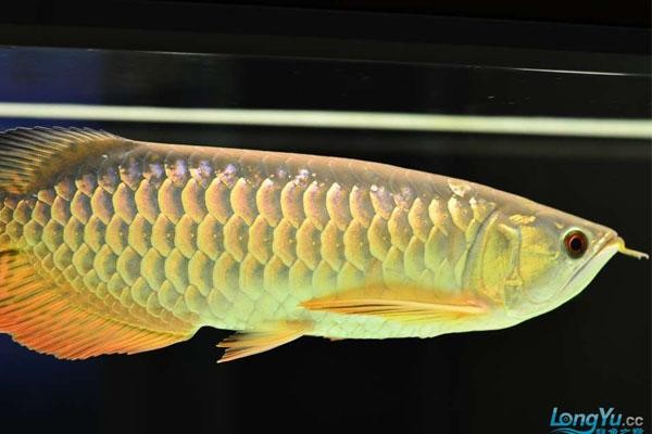 龍魚都有什么品種圖片