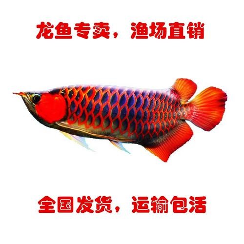 龍魚都有什么品種圖片
