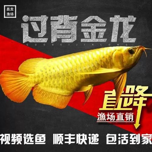 龍魚都有什么品種圖片