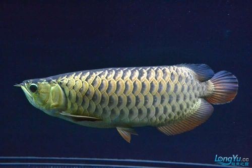 龍魚都有什么品種圖片