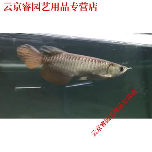 龍魚都有什么品種圖片