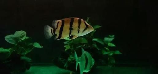 養龍魚可以放沉木嗎（養龍魚是否可以放沉木）