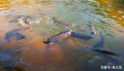 龍魚水面游（龍魚在水面上游可能由多種因素引起，解決方法及解決方法）