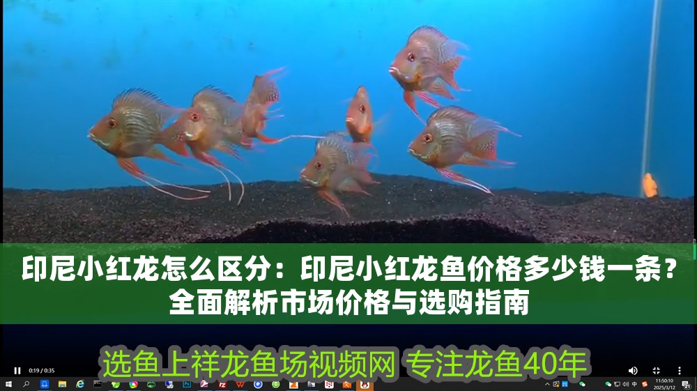 印尼小紅龍怎么區分：印尼小紅龍魚價格多少錢一條？全面解析市場價格與選購指南