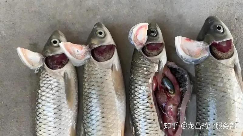 龍魚鰓蓋腐爛傳染嗎？