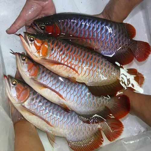 品相好的紅龍魚品種圖片欣賞