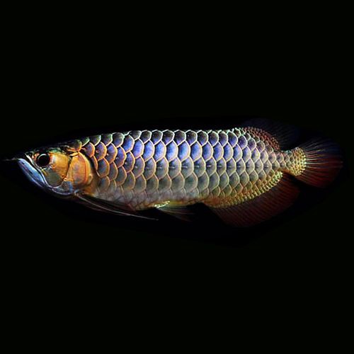 品相好的紅龍魚品種圖片欣賞