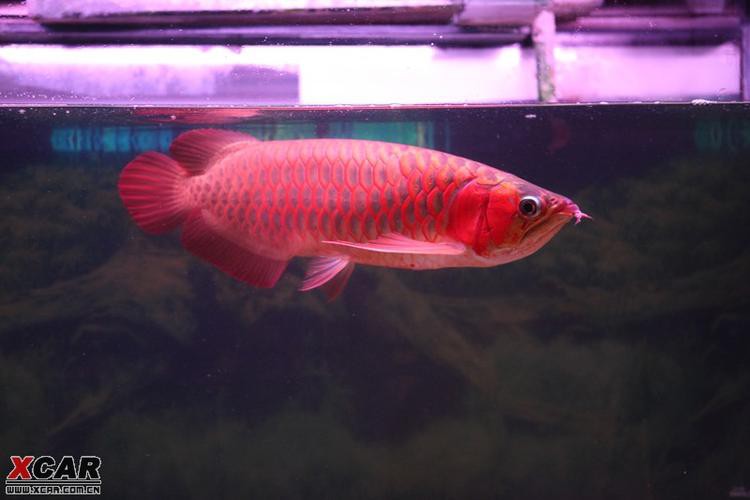 品相好的紅龍魚品種圖片欣賞