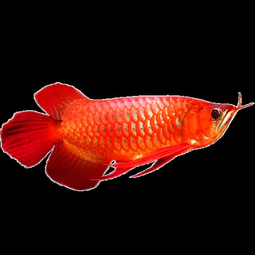 品相好的紅龍魚品種圖片欣賞