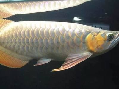 紅龍魚鱗框發色（紅龍魚的發色過程）
