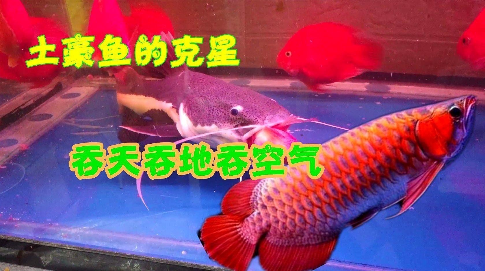 印尼辣椒紅龍魚圖片 印尼辣椒紅龍魚圖片 龍魚百科 第24張