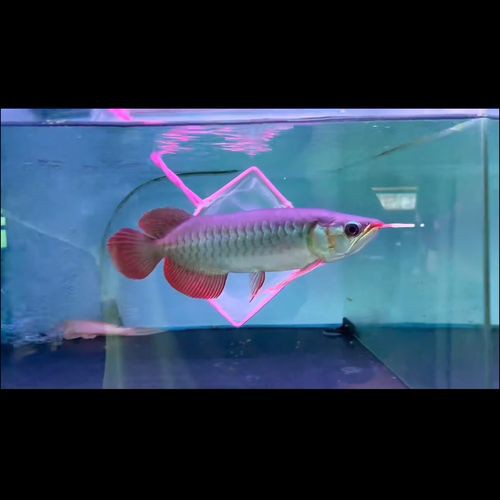 印尼辣椒紅龍魚圖片 印尼辣椒紅龍魚圖片 龍魚百科 第7張