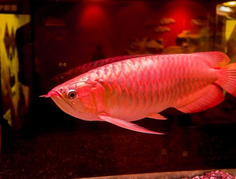 龍魚吃了有白點病的草金：龍魚吃了有白點病的草金會怎么樣？