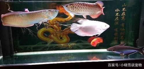 龍魚批發(fā)市場在哪里進貨便宜（沈陽水族市場龍魚批發(fā)市場如何挑選優(yōu)質魚）