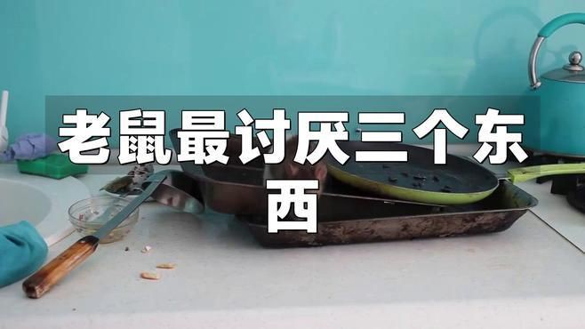 老鼠最忌三種氣味