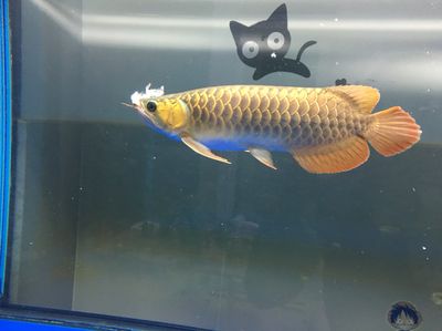 龍魚呆在上層不游動：龍魚呆在上層不游動可能由多種原因引起龍魚不游動
