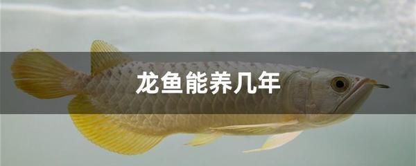 龍魚最多能活幾年:龍魚的壽命在自然狀態(tài)下可以達(dá)到30-40年以上 龍魚百科 第3張 龍魚最多能活幾年:龍魚的壽命在自然狀態(tài)下可以達(dá)到30-40年以上 龍魚最多能活幾年:龍魚的壽命在自然狀態(tài)下可以達(dá)到30-40年以上 龍魚百科 第3張