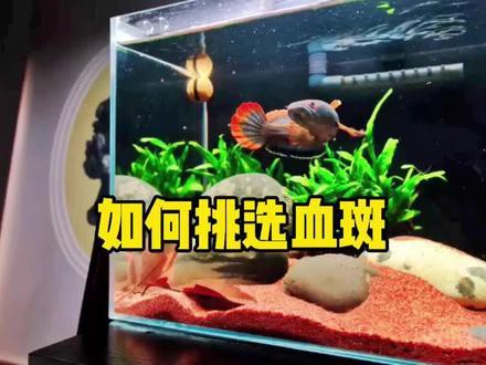 血斑一型雷龍魚 血斑一型雷龍魚 龍魚百科 第8張