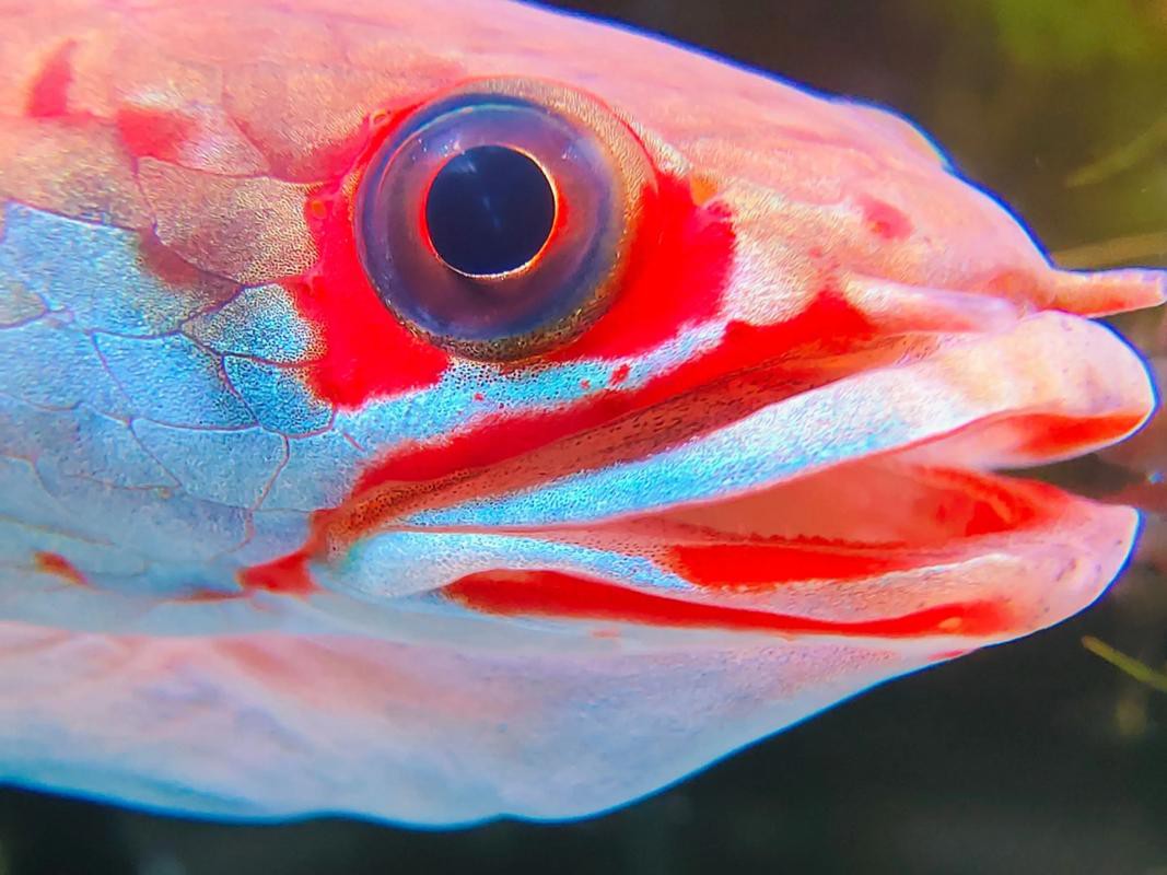 血斑一型雷龍魚 血斑一型雷龍魚 龍魚百科 第3張