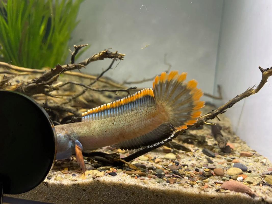 血斑一型雷龍魚 血斑一型雷龍魚 龍魚百科 第4張