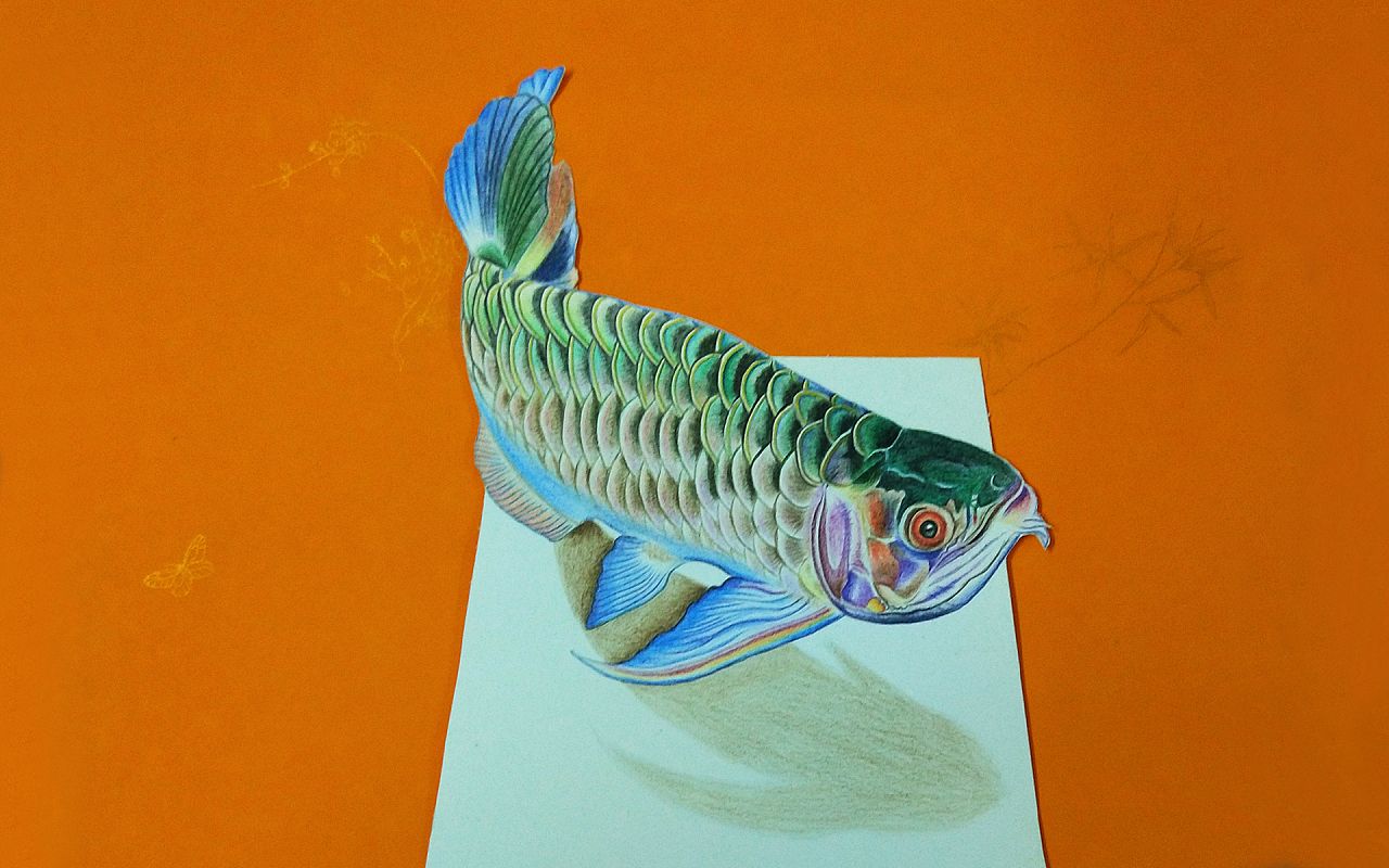 學畫金龍魚：學畫金龍魚可以通過以下幾個步驟來進行 學畫金龍魚：學畫金龍魚可以通過以下幾個步驟來進行 龍魚百科 第1張