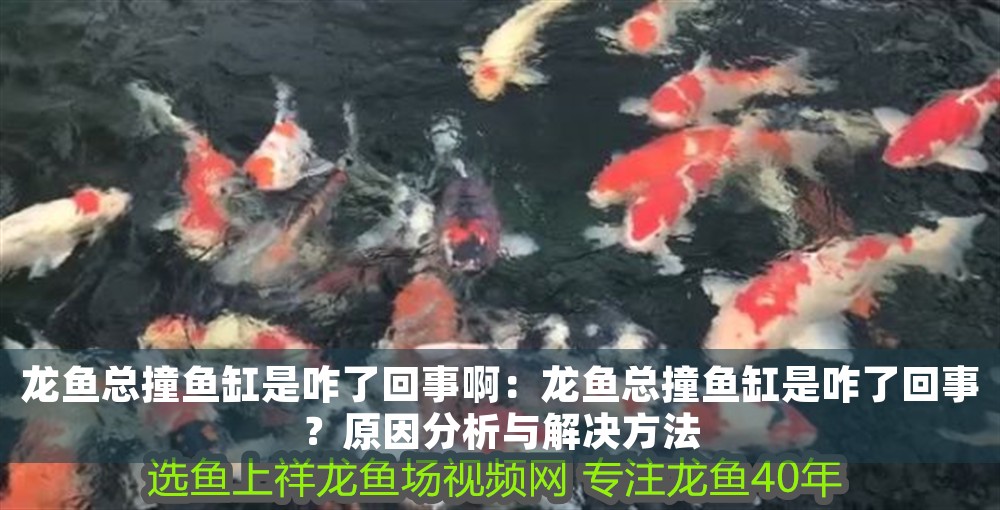 龍魚總撞魚缸是咋了回事?。糊堲~總撞魚缸是咋了回事？原因分析與解決方法