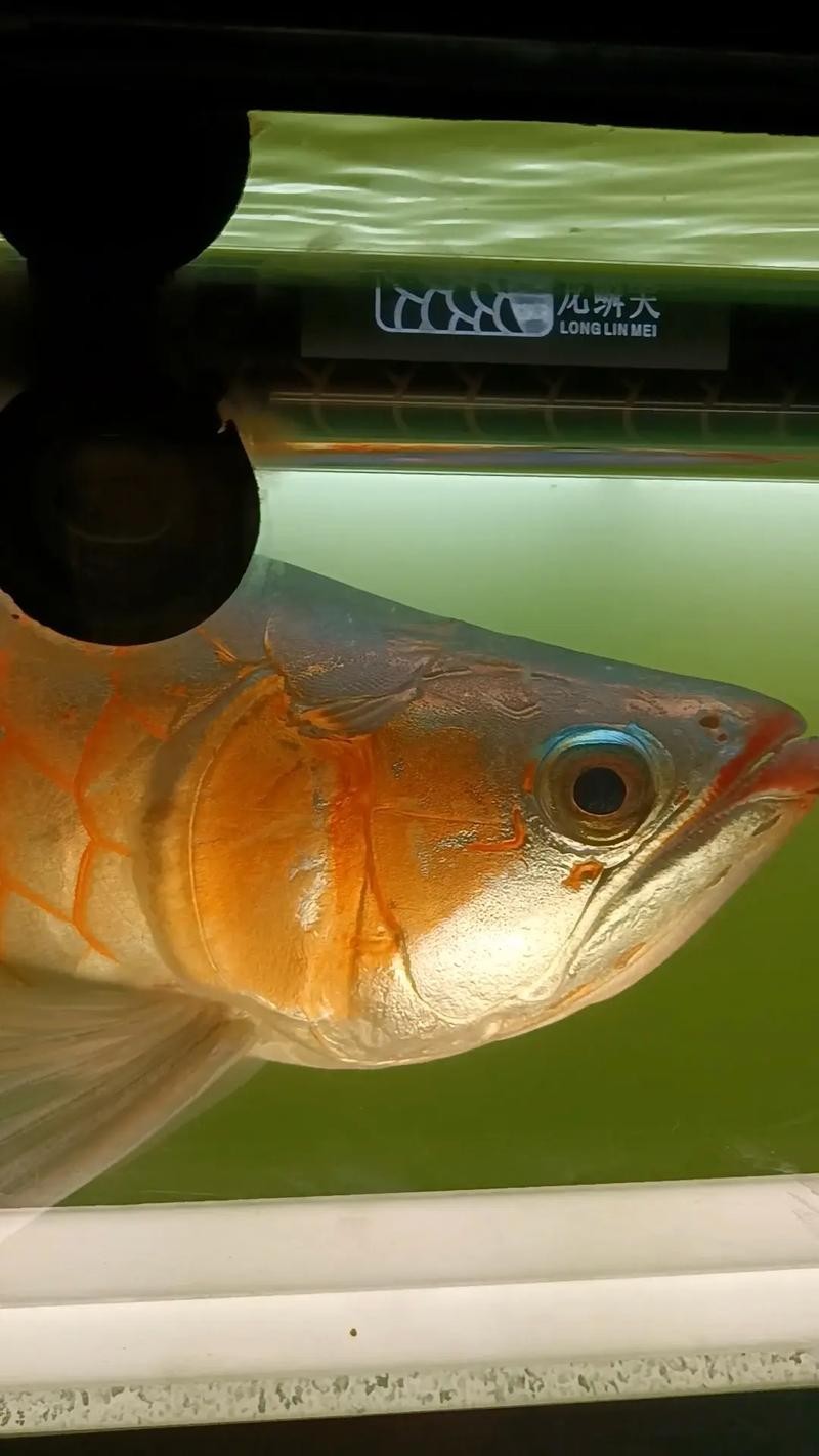 龍魚百度百科大全圖片 龍魚百度百科大全圖片 龍魚百科 第26張