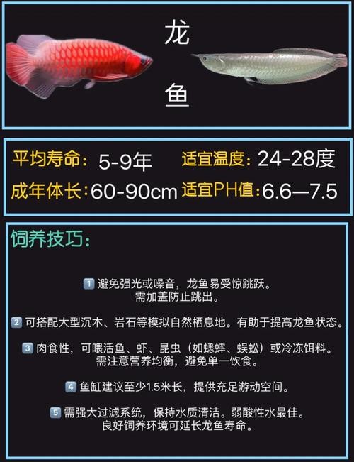 龍魚百度百科大全圖片 龍魚百度百科大全圖片 龍魚百科 第14張