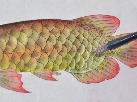 工筆金龍魚的畫法步驟（工筆畫--《睡蓮金龍魚》繪制步驟）