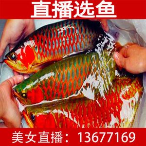 紅龍魚魚苗批發(fā)價(jià)格多少：紅龍魚魚苗批發(fā)價(jià)格 紅龍魚魚苗批發(fā)價(jià)格多少：紅龍魚魚苗批發(fā)價(jià)格 龍魚百科 第2張