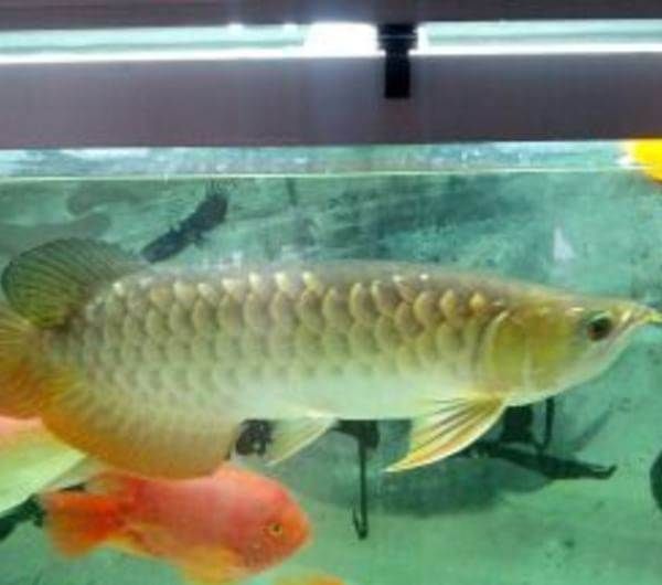 鄭州龍魚批發市場在哪里？（河南鄭州龍魚批發市場位于鄭州市二七區長江路與南三環交叉口東南角） 鄭州龍魚批發市場在哪里？（河南鄭州龍魚批發市場位于鄭州市二七區長江路與南三環交叉口東南角） 龍魚百科 第1張