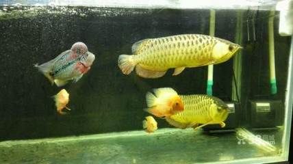 鄭州龍魚批發市場在哪里？（河南鄭州龍魚批發市場位于鄭州市二七區長江路與南三環交叉口東南角） 鄭州龍魚批發市場在哪里？（河南鄭州龍魚批發市場位于鄭州市二七區長江路與南三環交叉口東南角） 龍魚百科 第2張