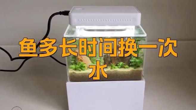 小火龍魚多久換一次水？