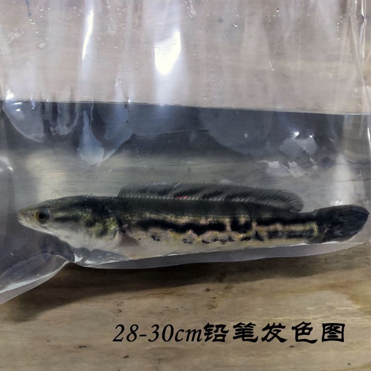 野采雷龍魚苗：野采雷龍魚苗方法和注意事項