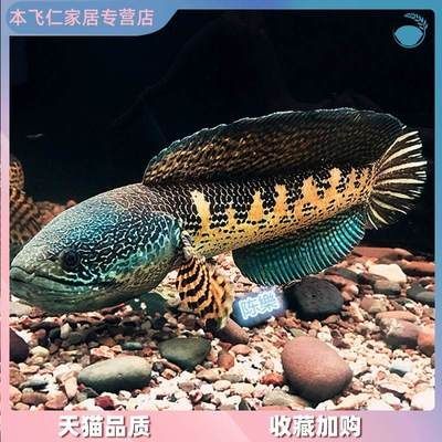 野采雷龍魚苗：野采雷龍魚苗方法和注意事項