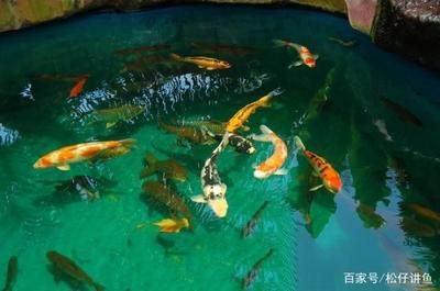 錦鯉和龍魚混養會怎么樣：錦鯉和龍魚是否適合混養 錦鯉和龍魚混養會怎么樣：錦鯉和龍魚是否適合混養 龍魚百科 第1張