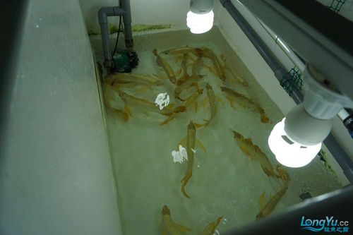 金龍魚哪個(gè)產(chǎn)地的價(jià)格最高