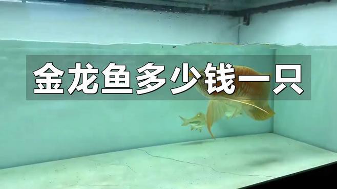 金龍魚哪個產(chǎn)地的價格最高